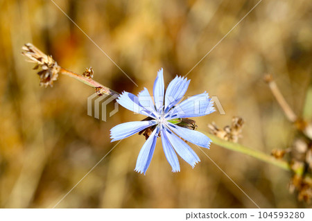 Close-up of a blooming blue flower, floral, blossom. Close-up of a blooming blue flower, floral, blossom. 104593280