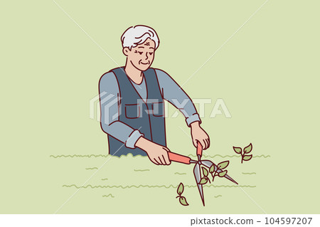 Elderly man gardener is pruning bushes in park or garden using large tree shears. 104597207