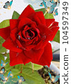 A red rose 104597349