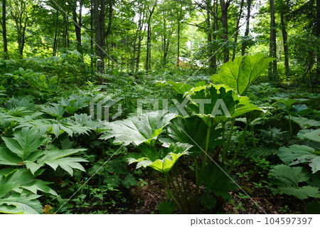古內拉 古內拉 104597397