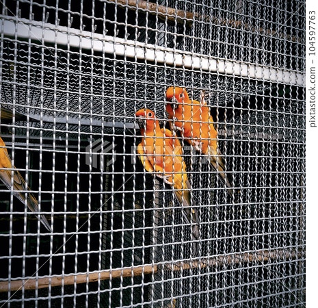 red head green parrot in cage. red head green parrot in cage. 104597763