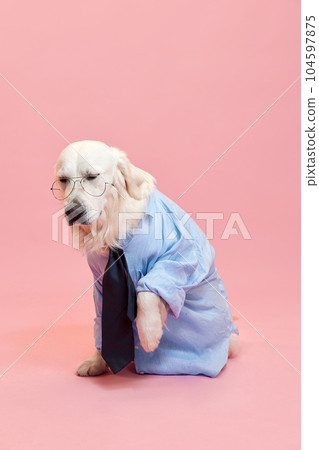 Beautiful purebred dog, golden retriever wearing formal shirt and tie against pink studio background. Office life 104597875