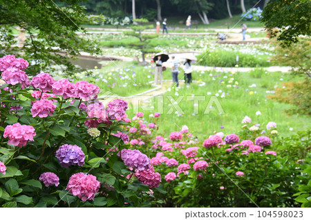 常盤公園的繡球花 常盤公園的繡球花 104598023