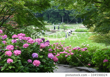 常盤公園的繡球花 常盤公園的繡球花 104598024