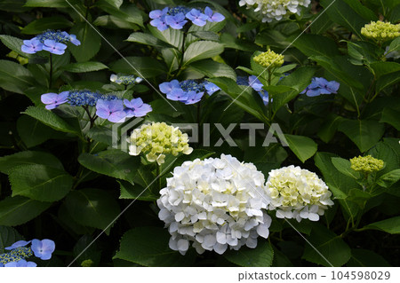 常盤公園的繡球花 常盤公園的繡球花 104598029
