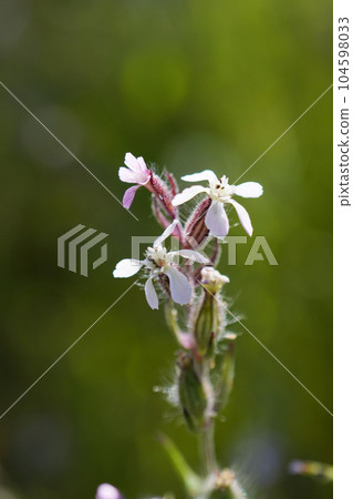 五月，海岸邊茂盛的曼特瑪花可愛起來_2 104598033