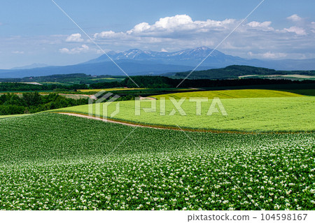 Hill of Bamiyeon Hill of potatoes Hill of Bamiyeon Hill of potatoes 104598167