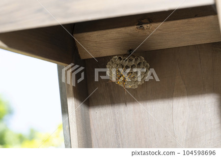 Paper wasp nest, larvae and eggs under the eaves Paper wasp nest, larvae and eggs under the eaves 104598696