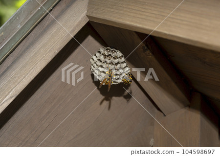 Paper wasp nest, larvae and eggs under the eaves Paper wasp nest, larvae and eggs under the eaves 104598697