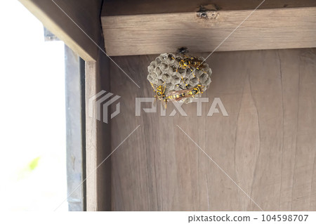 Paper wasp nest, larvae and eggs under the eaves 104598707