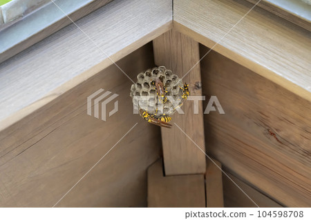 屋簷下的紙黃蜂巢、幼蟲和卵 屋簷下的紙黃蜂巢、幼蟲和卵 104598708