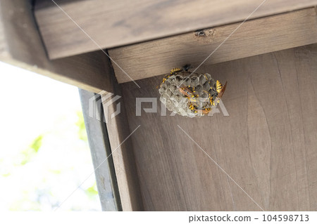 Paper wasp nest, larvae and eggs under the eaves 104598713