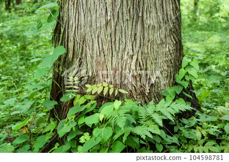 Image in the forest 104598781