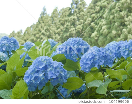 Michinoku Hydrangea Garden, Iwate Prefecture Michinoku Hydrangea Garden, Iwate Prefecture 104599606