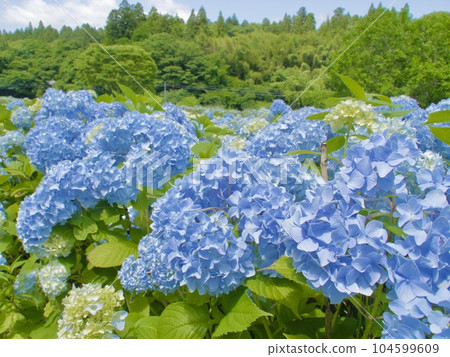 Michinoku hydrangea garden Michinoku hydrangea garden 104599609
