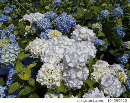 Hydrangea Ichinoseki City, Iwate Prefecture Hydrangea Ichinoseki City, Iwate Prefecture 104599610
