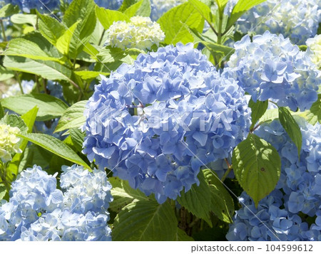 Iwate Prefecture Michinoku Hydrangea Garden Iwate Prefecture Michinoku Hydrangea Garden 104599612