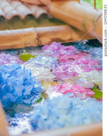 繡球花漂浮在水中 繡球花漂浮在水中 104599635