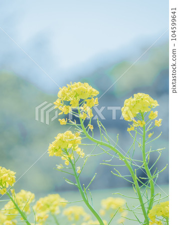 Rape blossoms Rape blossoms 104599641