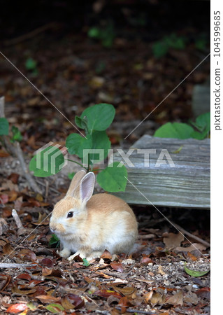wild baby rabbit wild baby rabbit 104599685