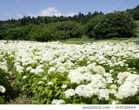 Hydrangea Garden Michinoku Hydrangea Garden Hydrangea Garden Michinoku Hydrangea Garden 104599694