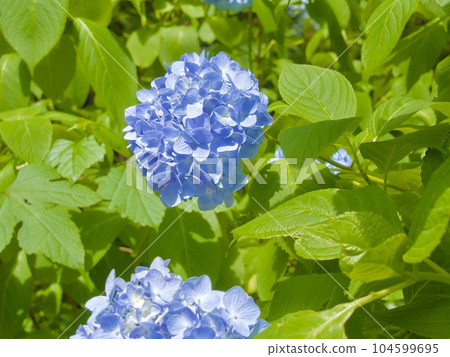 岩手縣東北部美麗的繡球花 岩手縣東北部美麗的繡球花 104599695