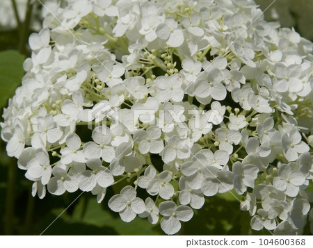 Michinoku Hydrangea Garden Hydrangea Imaizumi City, Iwate Prefecture 104600368