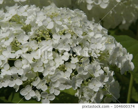 Michinoku Hydrangea Garden Iwate Prefecture Hydrangea Flower Michinoku Hydrangea Garden Iwate Prefecture Hydrangea Flower 104600374
