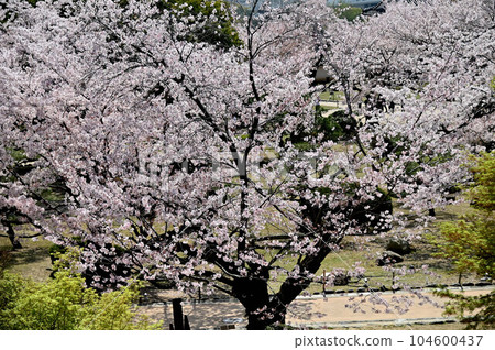 Himeji Castle and Sakura Himeji Castle and Sakura 104600437