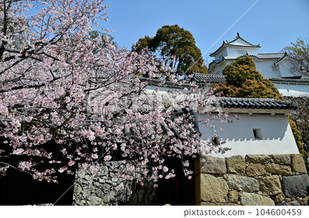 姬路城和櫻花 104600459