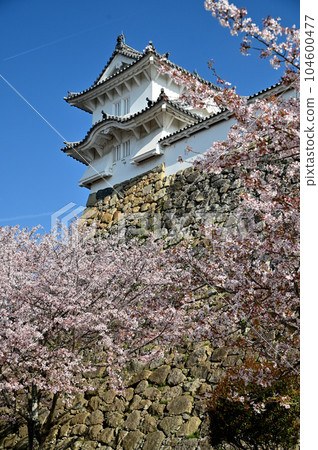 Himeji Castle and Sakura Himeji Castle and Sakura 104600477
