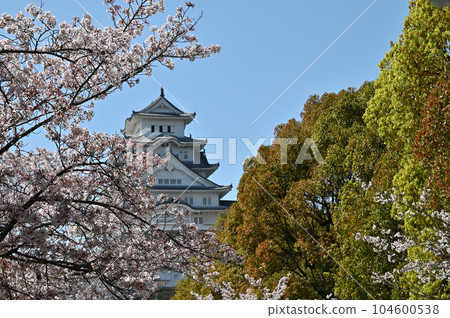 Himeji Castle and Sakura Himeji Castle and Sakura 104600538
