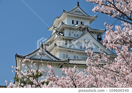 Himeji Castle and Sakura Himeji Castle and Sakura 104600540