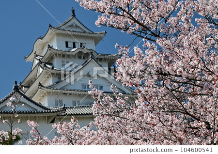 Himeji Castle and Sakura Himeji Castle and Sakura 104600541