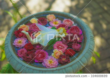 fairy sleeping on a flower 104600699