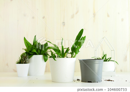 green homeplants with plastic pot at home table. Collection of various succulent. Potted house plant 104600733