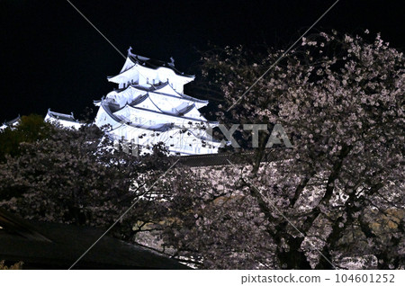 Illumination of Himeji Castle and cherry blossoms 104601252