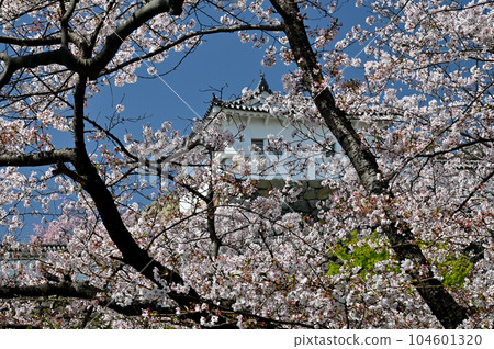 Himeji Castle and Sakura 104601320