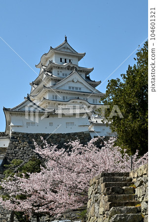 Himeji Castle and Sakura Himeji Castle and Sakura 104601321