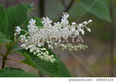 Ryoubu的花 104601324