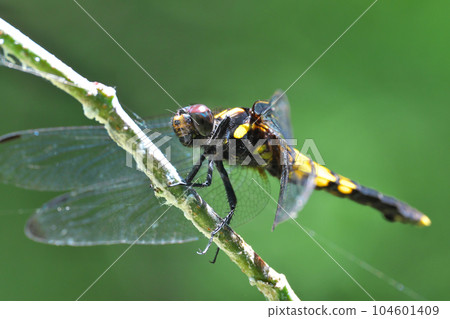 蜻蜓 蜻蜓 104601409