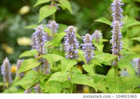 Kawai Mori 104601460