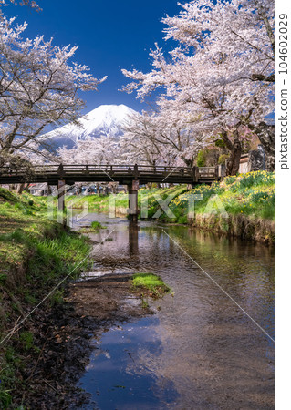 "Yamanashi Prefecture" Mt. Fuji and cherry blossoms in full bloom Shinna Shogawa / Oshino Village "Yamanashi Prefecture" Mt. Fuji and cherry blossoms in full bloom Shinna Shogawa / Oshino Village 104602029