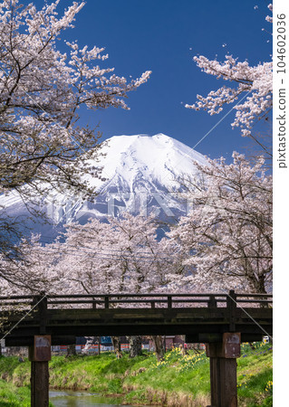 "Yamanashi Prefecture" Mt. Fuji and cherry blossoms in full bloom Shinna Shogawa / Oshino Village "Yamanashi Prefecture" Mt. Fuji and cherry blossoms in full bloom Shinna Shogawa / Oshino Village 104602036