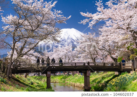 “山梨縣”富士山和櫻花盛開新名莊川/忍野村 “山梨縣”富士山和櫻花盛開新名莊川/忍野村 104602037