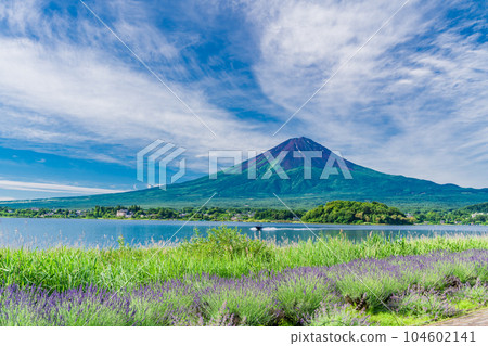 （山梨縣）大石公園的薰衣草和夏日天空下的富士山 104602141