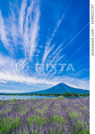 （山梨縣）大石公園的薰衣草和夏日天空下的富士山 104602197
