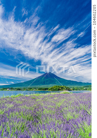 (Yamanashi Prefecture) Lavender in Oishi Park and Mt. Fuji under the summer sky (Yamanashi Prefecture) Lavender in Oishi Park and Mt. Fuji under the summer sky 104602205