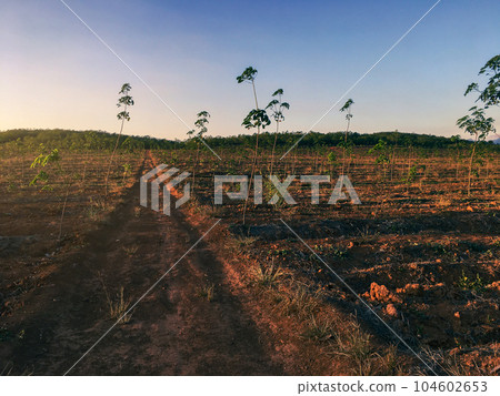 Rubber tree, latex rubber plantation and tree rubber southern Thailand Rubber tree, latex rubber plantation and tree rubber southern Thailand 104602653