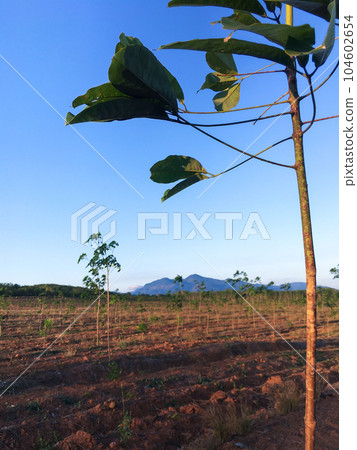 Rubber tree, latex rubber plantation and tree rubber southern Thailand 104602654